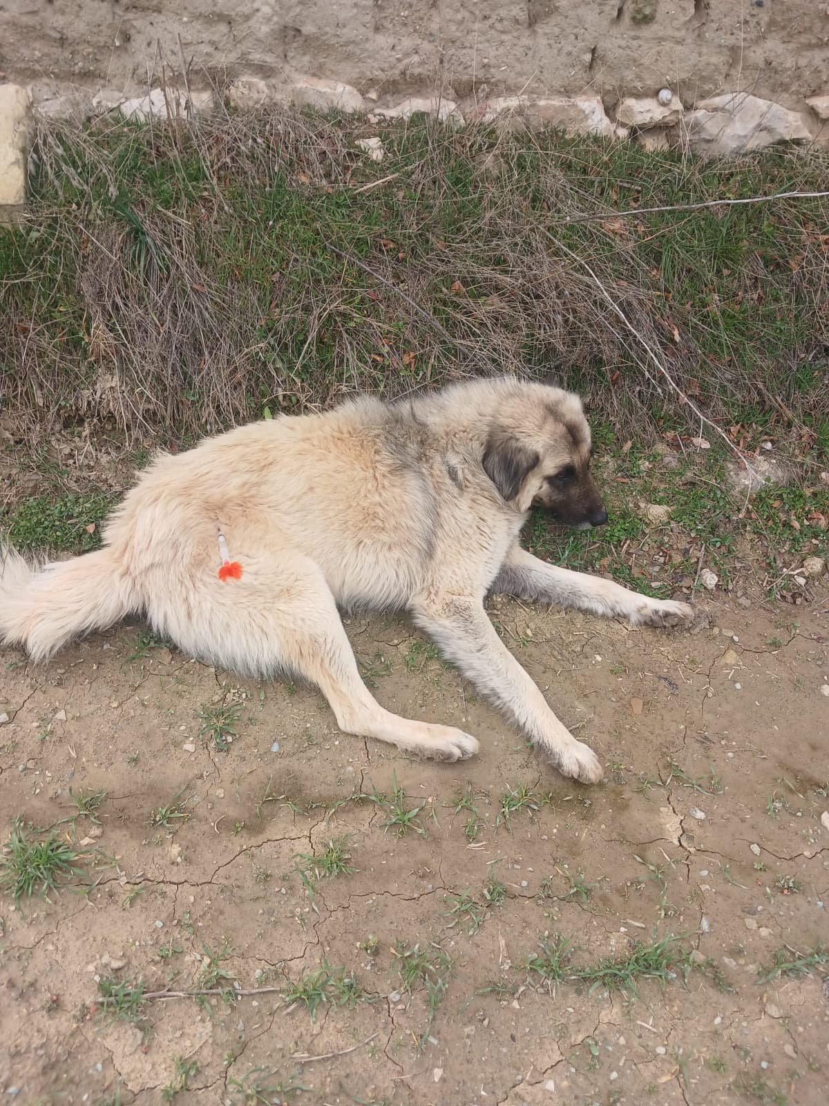 Beldemizde Sokak Hayvanları Kontrol Altına Alınıyor