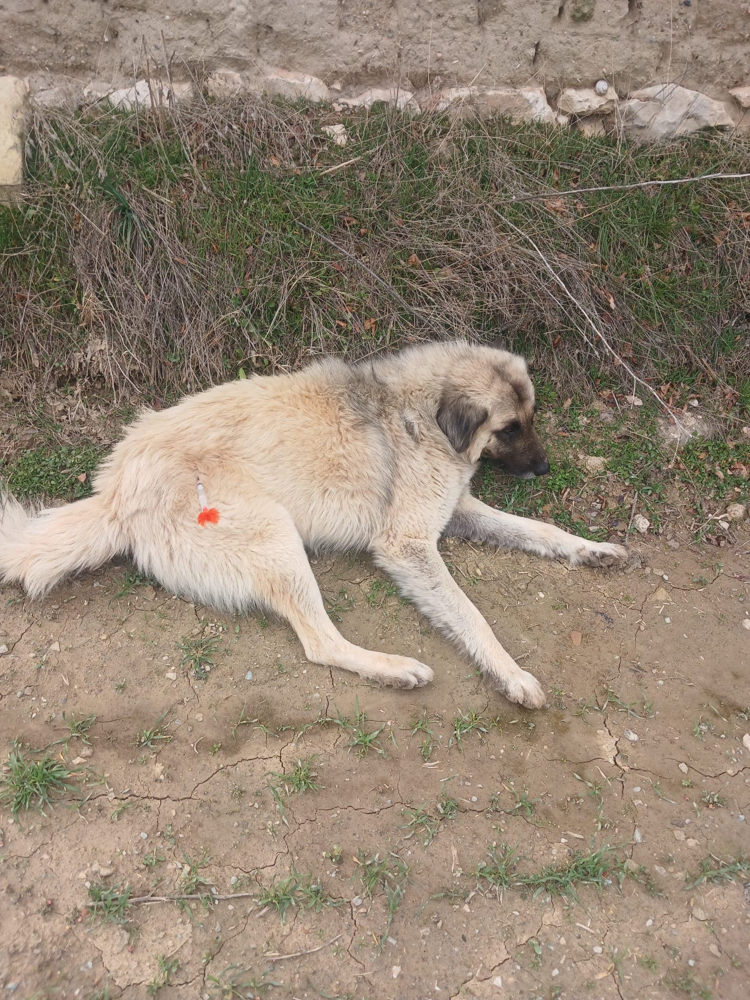 Beldemizde Sokak Hayvanları Kontrol Altına Alınıyor
