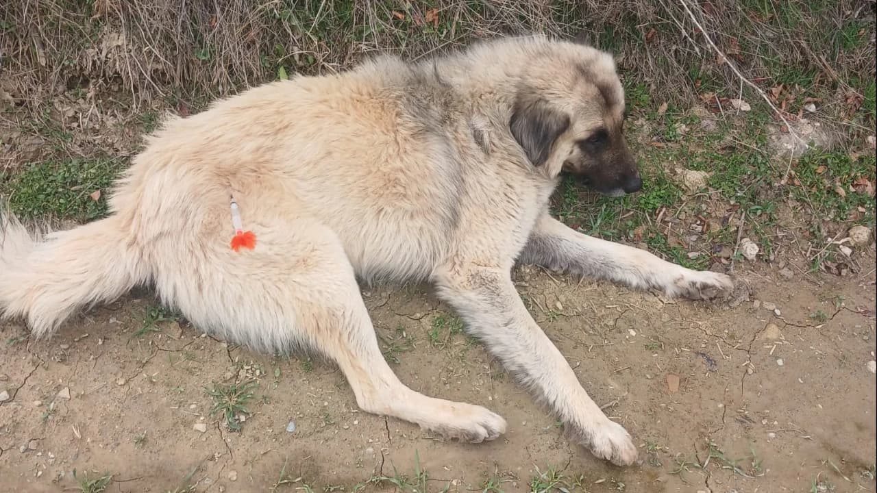Beldemizde Sokak Hayvanları Kontrol Altına Alınıyor
